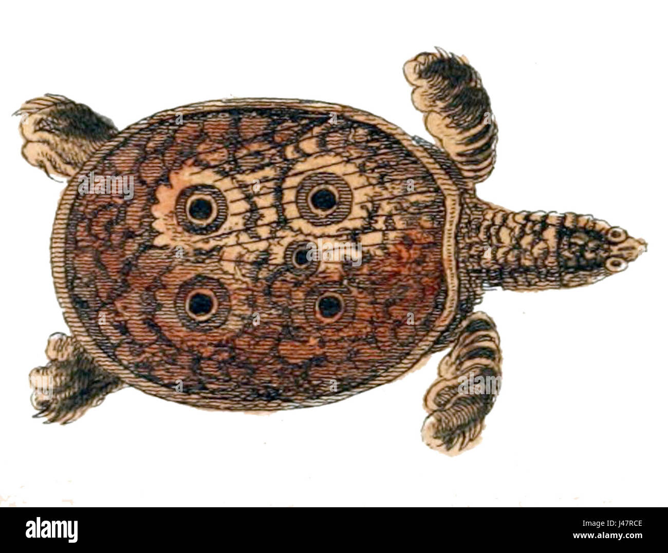 Nilssonia gangetica, commonly known as the Ganges softshell turtle, is ...