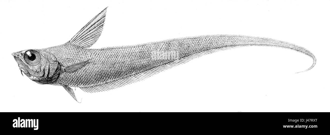 Nezumia Black and White Stock Photos & Images Alamy