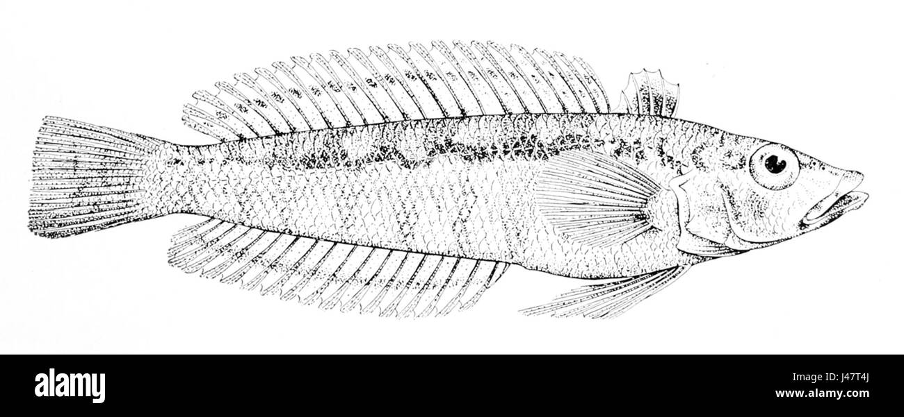 Parapercis haackei, commonly known as Haack's sandperch, is a species of fish found in the Indo-Pacific region. It is known for its distinct appearance and habitat in sandy or muddy bottoms. Stock Photo