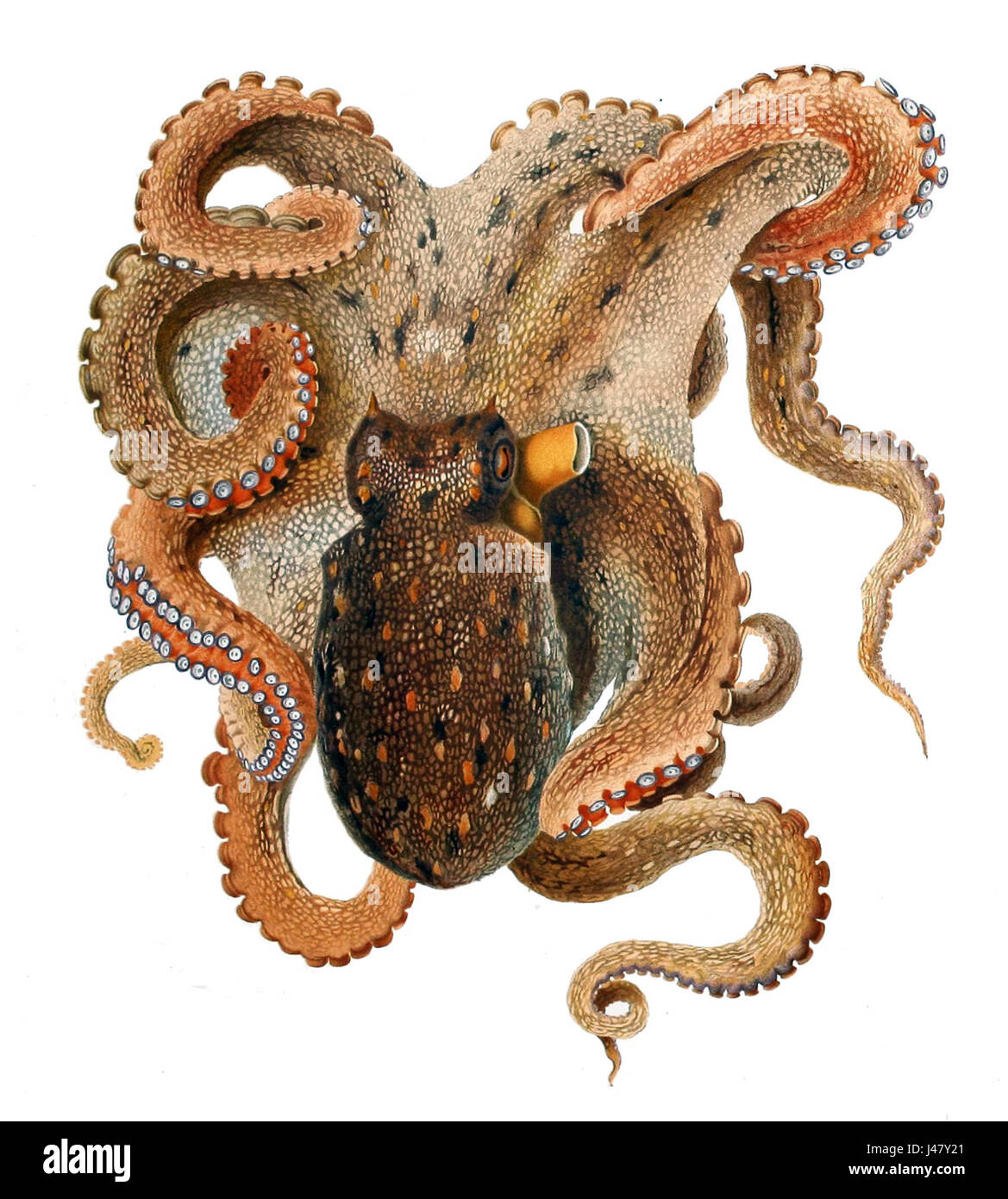 Octopus vulgaris, commonly known as the common octopus, is a marine species found in coastal waters. This image highlights the unique physical features of the octopus, showcasing its remarkable intelligence and adaptability in the marine environment. Stock Photo