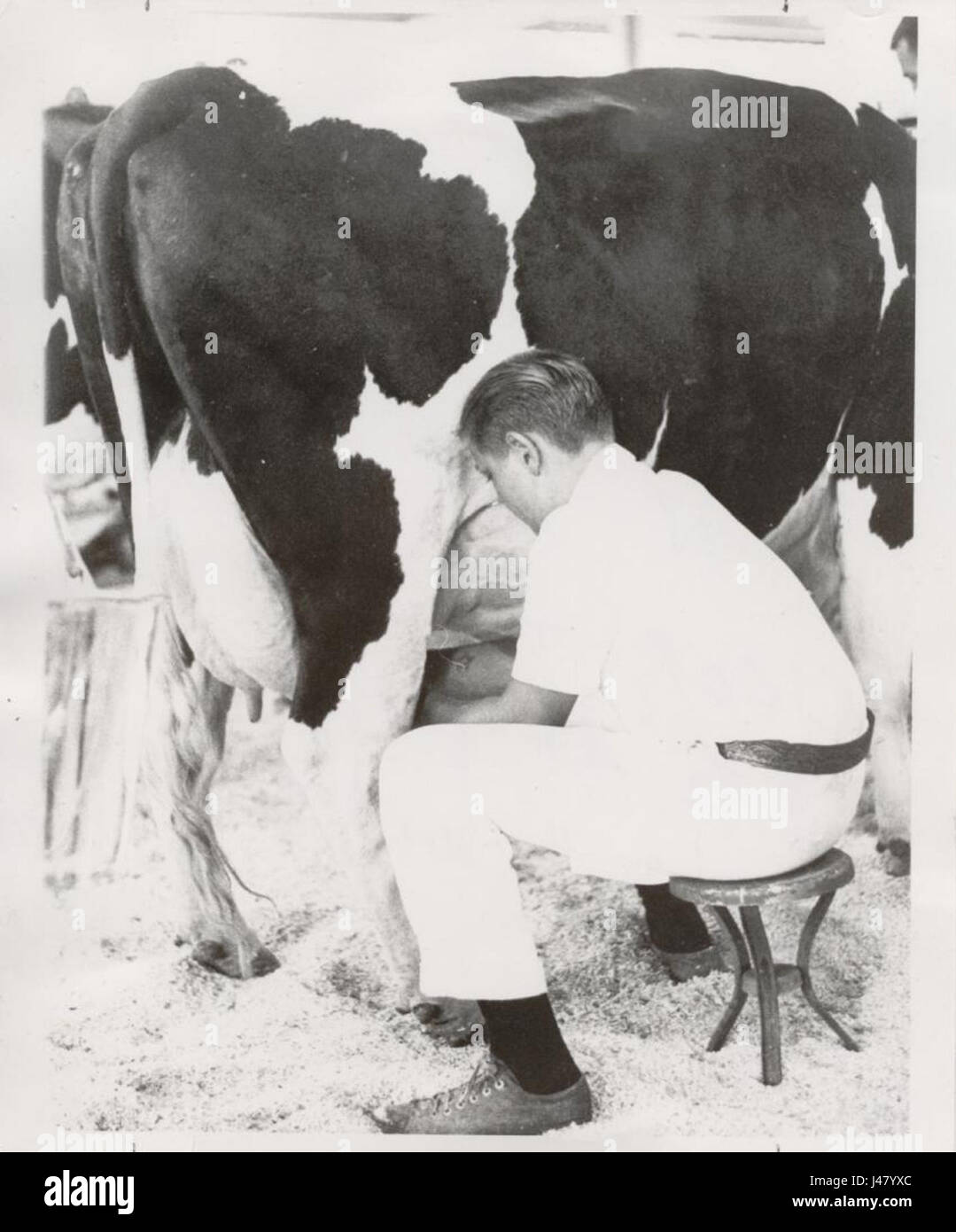 Milking Cow   1954 Stock Photo