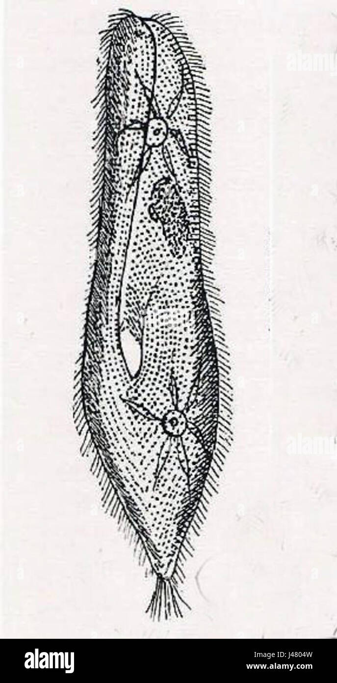 Paramecium caudatum is a ciliated protozoan found in freshwater environments, commonly studied in biology due to its distinctive shape and movement patterns. Stock Photo