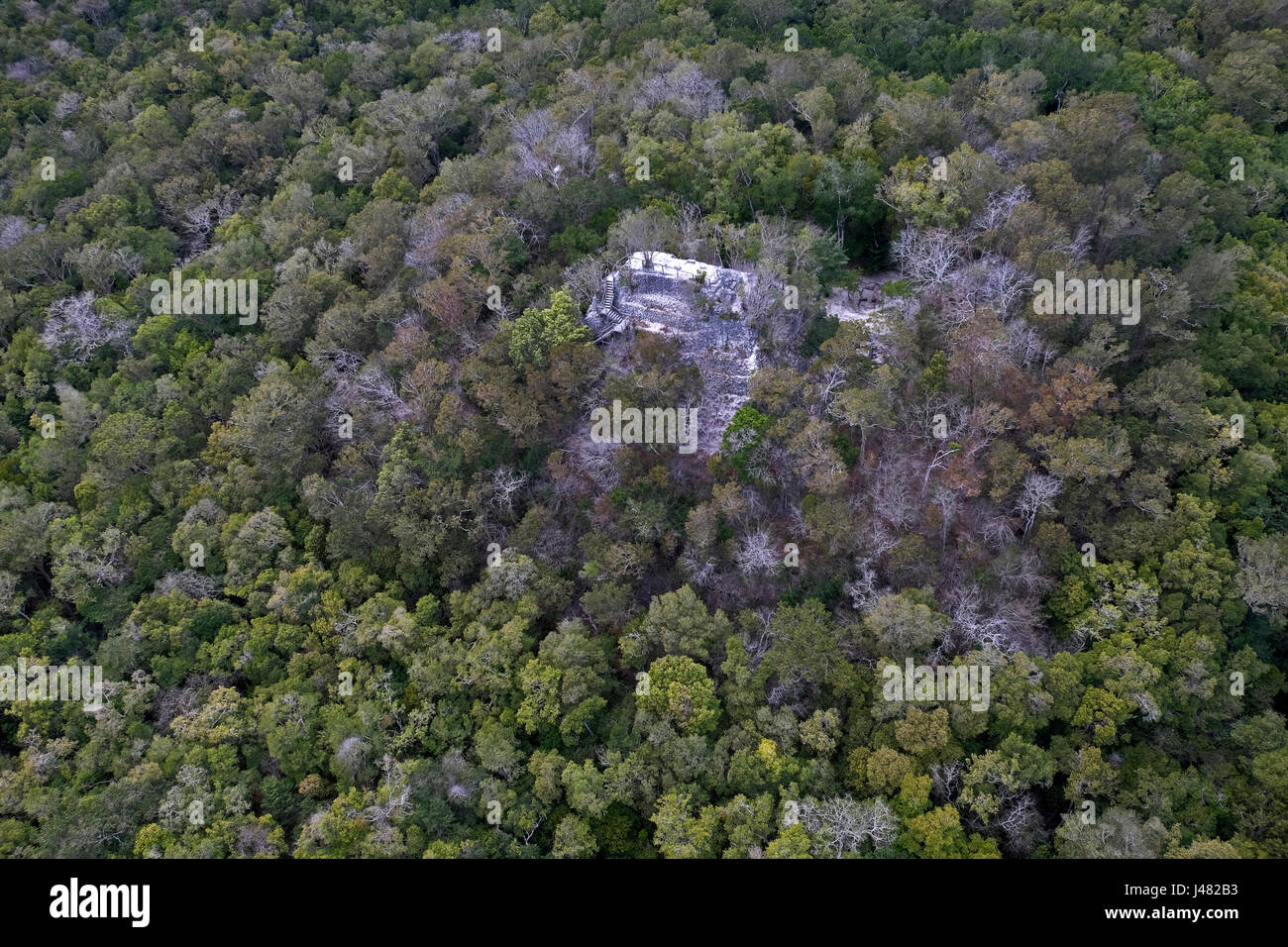 Aerial view of El Dante the largest triadic pyramid structure ever build in the Maya world still partly covered by trees, rises over the jungle canopy at El Mirador a large pre-Columbian Maya settlement, located in a remote site deep in the jungle in the north of the modern department of El Peten, Guatemala Stock Photo