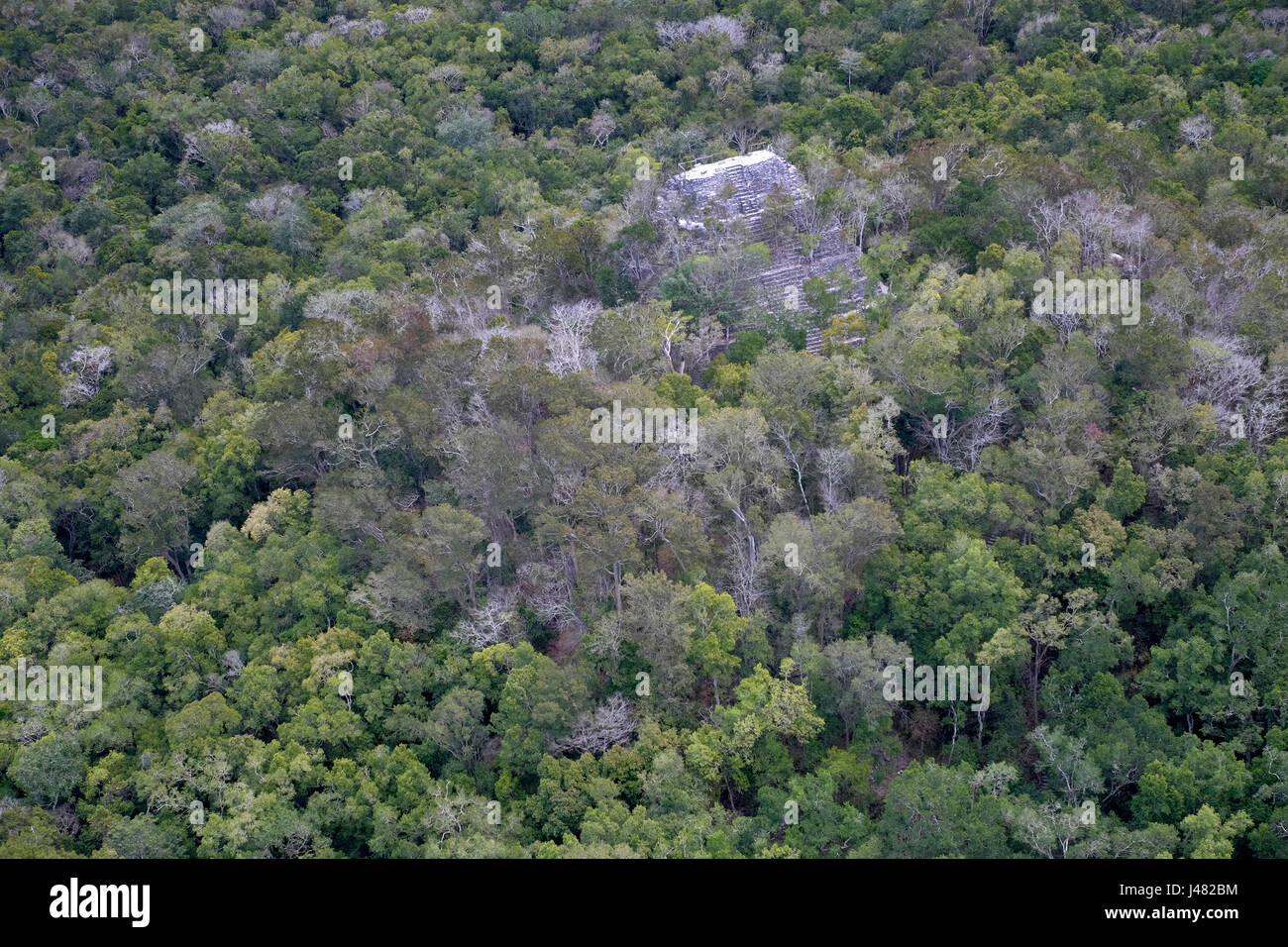 Aerial view of El Dante the largest triadic pyramid structure ever build in the Maya world still partly covered by trees, rises over the jungle canopy at El Mirador a large pre-Columbian Maya settlement, located in a remote site deep in the jungle in the north of the modern department of El Peten, Guatemala Stock Photo