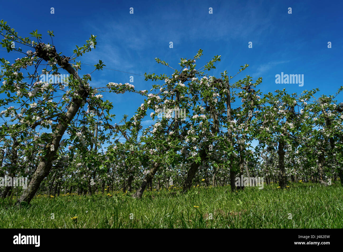 Blooming apple trees at the dike n Altes Land, Germany, the biggest contiguous fruit-producing region in Central Europe Stock Photo