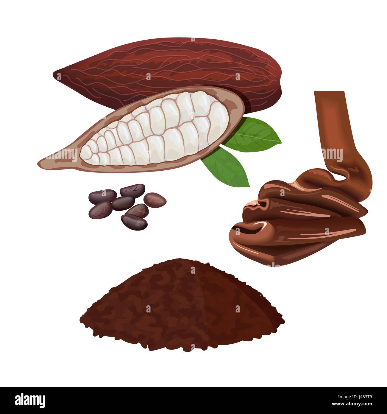 Fresh ripe Cocoa fruit. Cacao pod leaves and beans. Chocolate and powder Stock Vector
