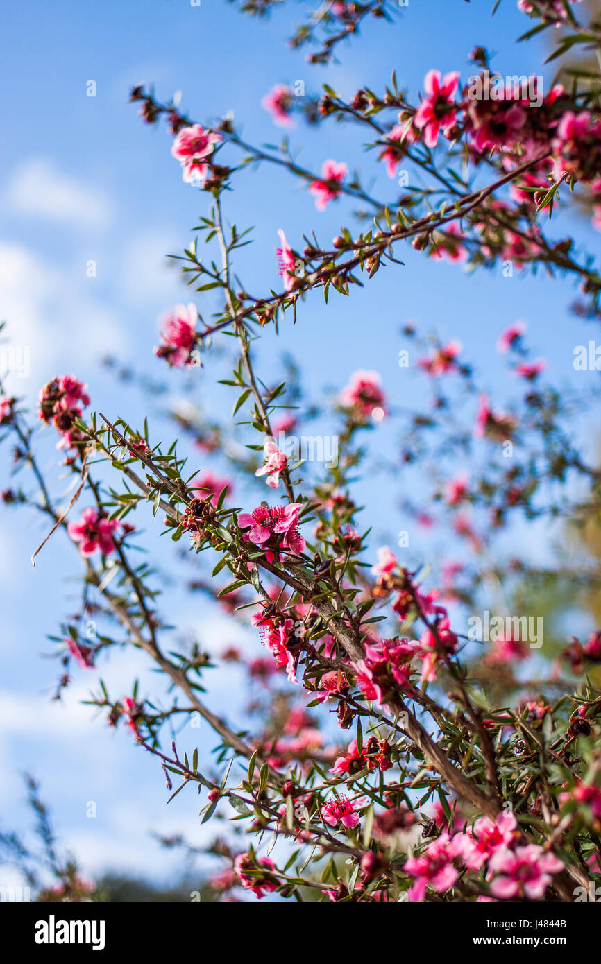 New jersey cherry trees hires stock photography and images Alamy