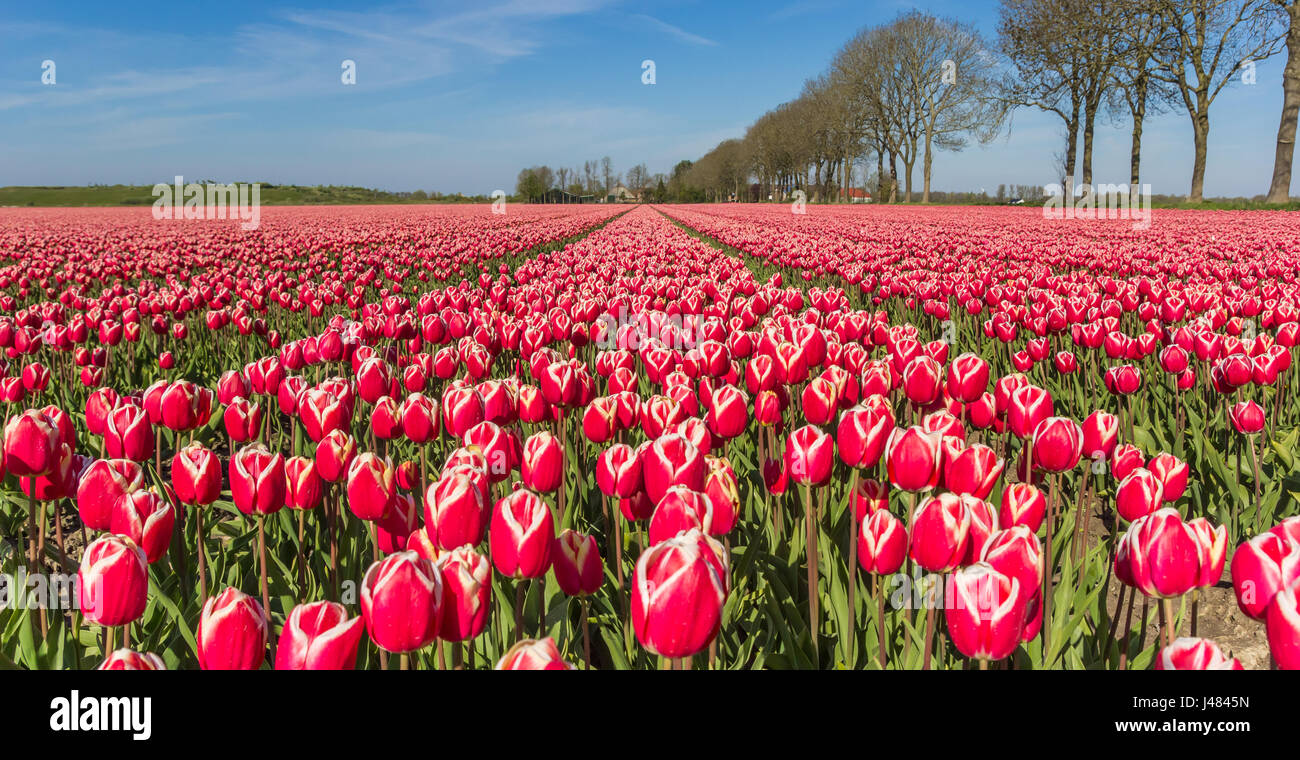 Panorama of red and white tulips in the Noordoostpolder, Holland Stock ...