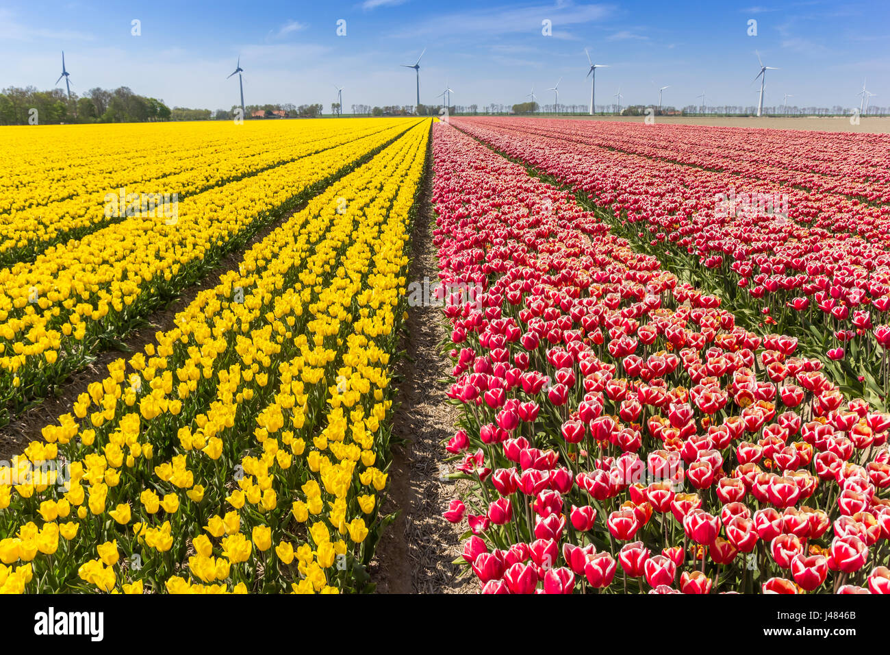 Field of red and yellow tulips in Flevoland, The Netherlands Stock ...