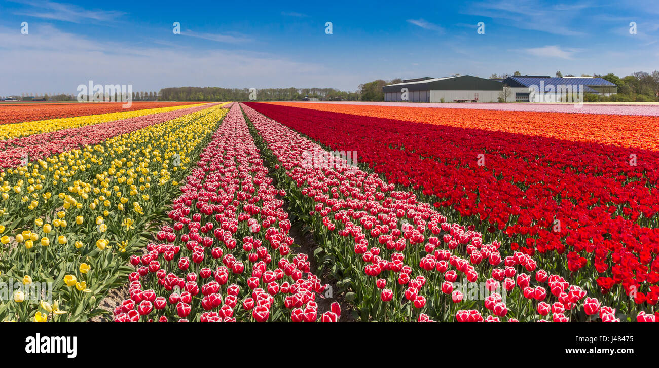Colorful tulips and a farm in Noordoostpolder, Holland Stock Photo - Alamy