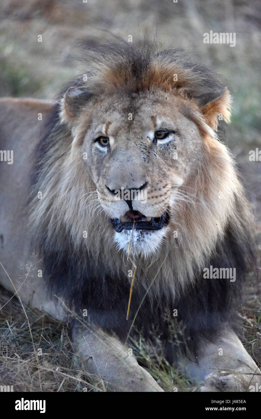 2017 African Lion High Resolution Stock Photography and Images - Alamy