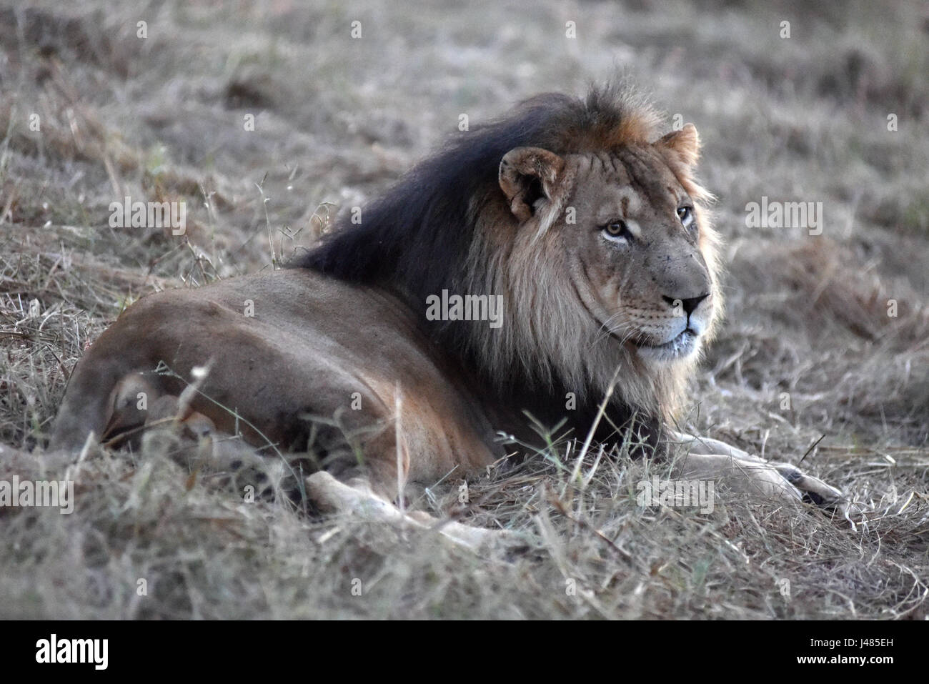 2017 African Lion High Resolution Stock Photography and Images - Alamy