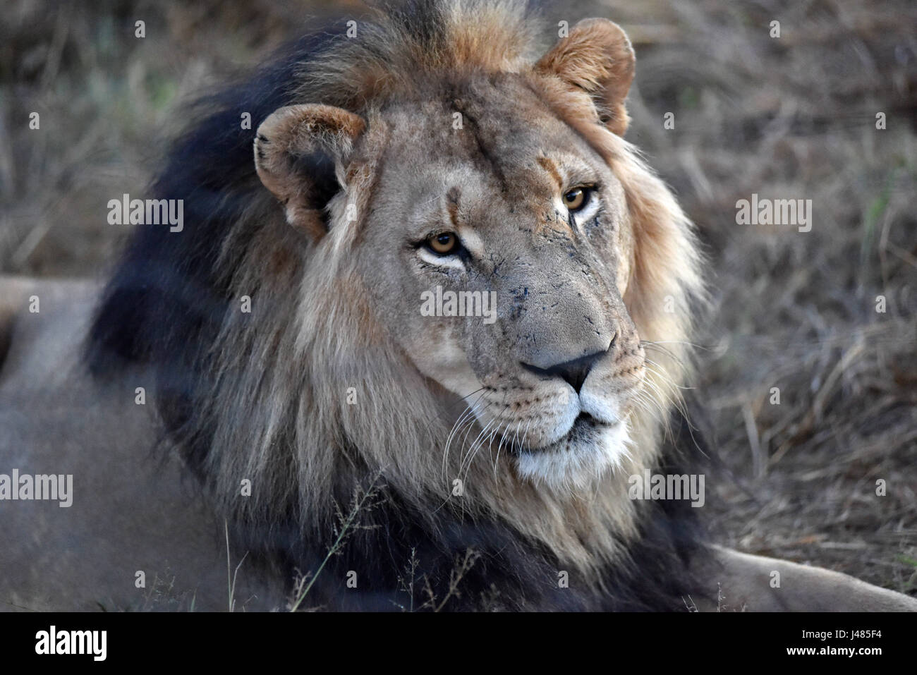 2017 African Lion High Resolution Stock Photography and Images - Alamy