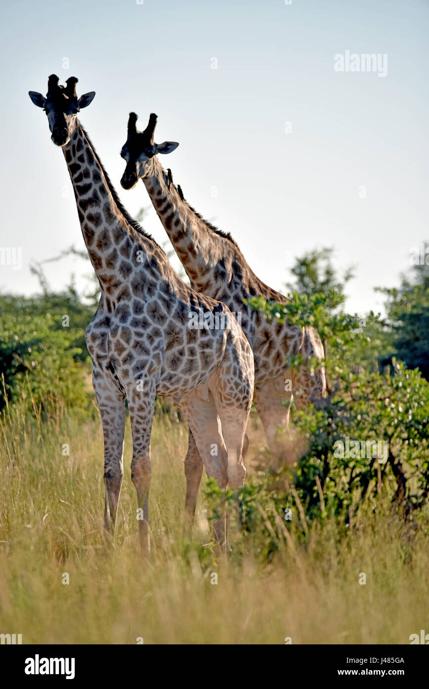 Two giraffes in the savannah. Taken on 04.04.2017. The giraffe (Giraffa camelopardalis) is the tallest land-dwelling animal on earth. Bulls can reach up to 6 metres in height, cows up to 4.5. Their most striking feature is their disproportionately long neck, which is made up of just 7 extremely elongated neck vertebrae. Today, giraffes only live in the savannahs south of the Sahara. Until as late as the 7th century, giraffes could also be found in North Africa. The cloven hoofed animals graze primarily on acacia trees. Their 50cm tongue helps them to get the very last leaves off the branches.  Stock Photo