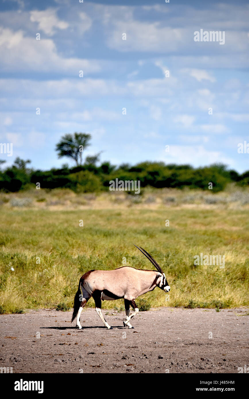 An oryx wanders under rain clouds through the Botswanan savannah. Taken on 09.04.2017 in the Central Kalahari Game Reserve. The oryx is a genus of antelope found throughout all the dry regions of Africa. They are notable for their long horns, which both sexes grow. Male animals reach up to 200 kg, females 160 kg. The animals, who often live in small groups, have been known to successfully fend off big cats with their horns. The oryx is the heraldic animal on the Namibian coat of arms. | usage worldwide Stock Photo