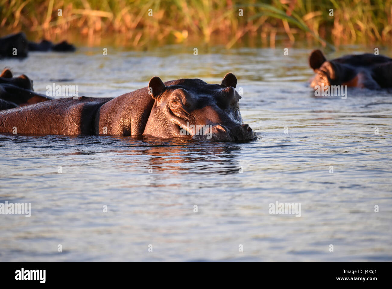 During the day, hippopotami remain mostly submerged underwater, just raising the upper part of their nose, eyes and ears above the water, like in this photo. Taken 02.04.2017 on the Okavango River. Hippos reach a nose to tail length of up to around 5 metres and can weigh up  to 4.5 tons. With a total number of 150,000 animals, this genus is counted among endangered species. Despite their portly appearance, the animals can run quickly on land. They are sometimes known to be very aggressive: they kill more people in Africa than any other species. Photo: Matthias Toedt dpa-Zentralbild/ZB | usage  Stock Photo