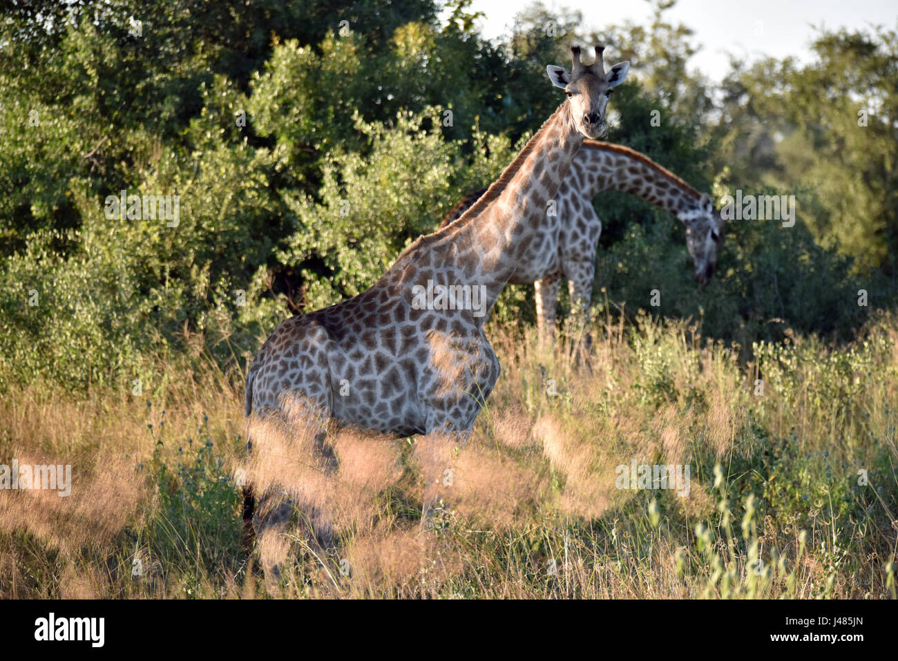 Giraffes grazing in Savannah vegetation. Taken on 04.04.2017. The giraffe (Giraffa camelopardalis) is the tallest land-dwelling animal on earth. Bulls can reach up to 6 metres in height, cows up to 4.5. Their most striking feature is their disproportionately long neck, which is made up of just 7 extremely elongated neck vertebras. Today, giraffes only live in the Savannahs south of the Sahara. Until as late as the 7th century, giraffes could also be found in North Africa. The cloven hoofed animals graze primarily on acacia trees. Their 50cm tongue helps them to get the very last leaves off the Stock Photo