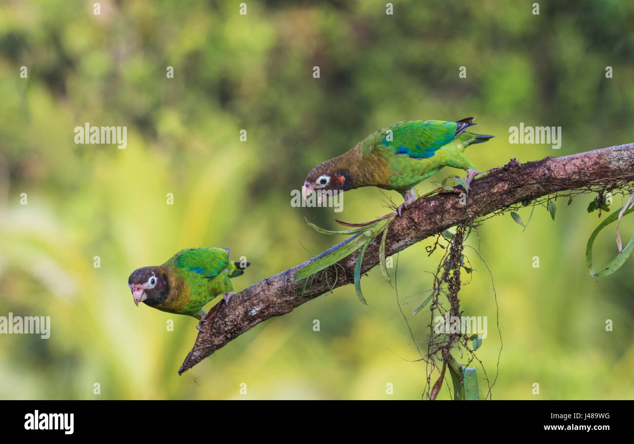 Two Brown-hooded parrot, Pyrilia haematotis, sitting in a tree, one Stock  Photo - Alamy