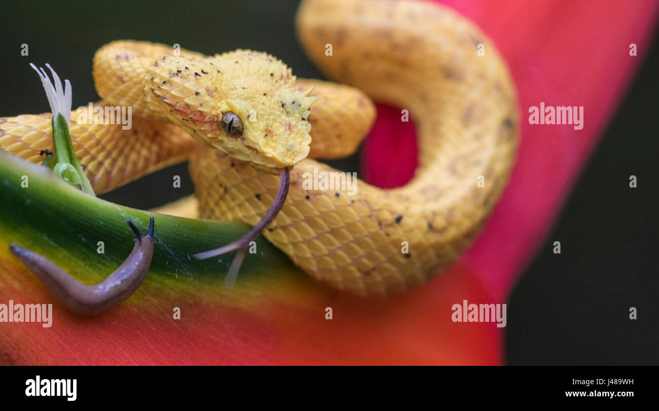 Eyelash viper, Bothriechis schlegelii lying on heliconia flower and sticking his tounge out sniffing on a snail at Laguna del Lagarto, Boca Tapada, Sa Stock Photo