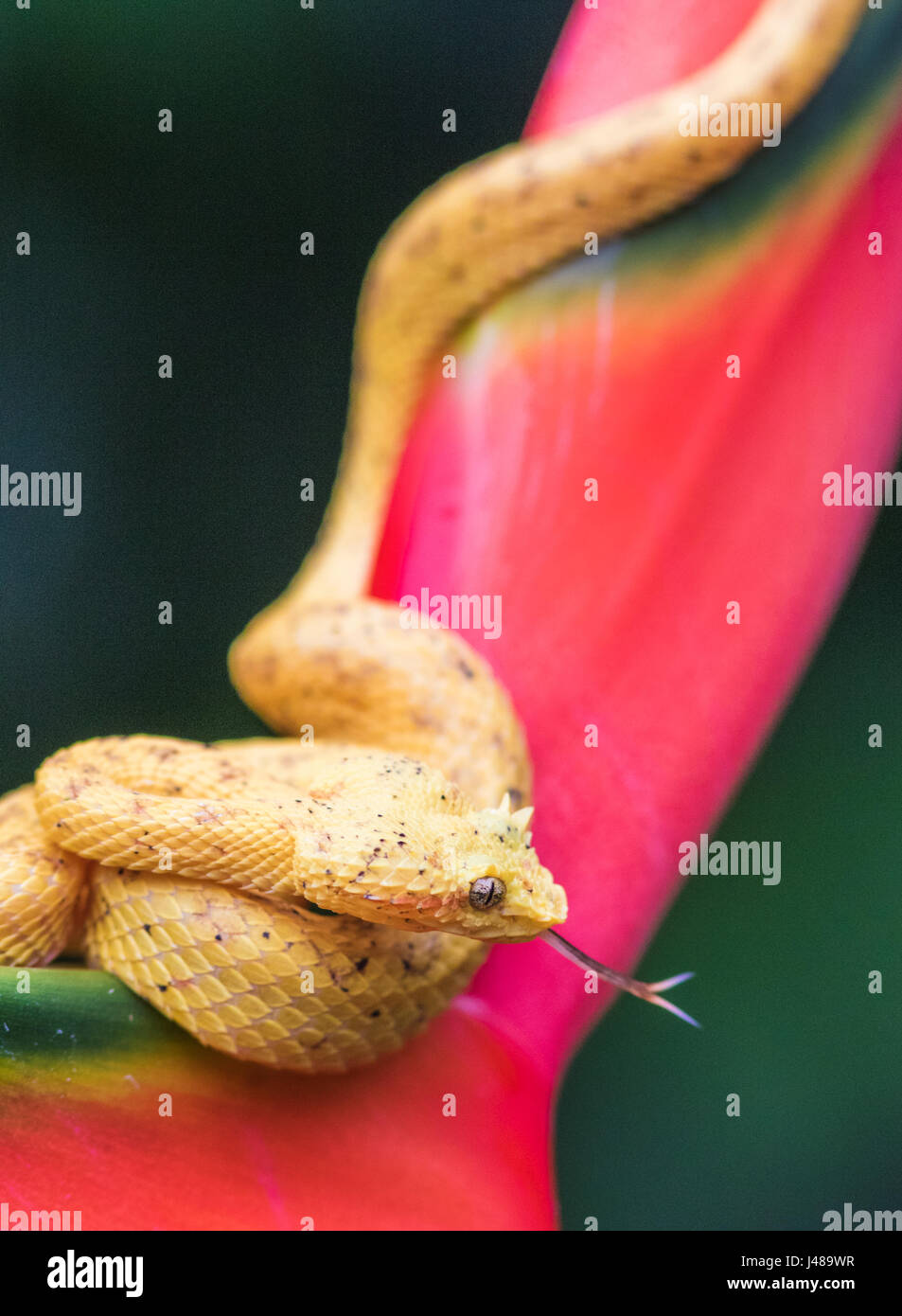 Eyelash viper, Bothriechis schlegelii lying on heliconia flower and sticking his tounge out at Laguna del Lagarto, Boca Tapada, San Carlos, Costa Rica Stock Photo