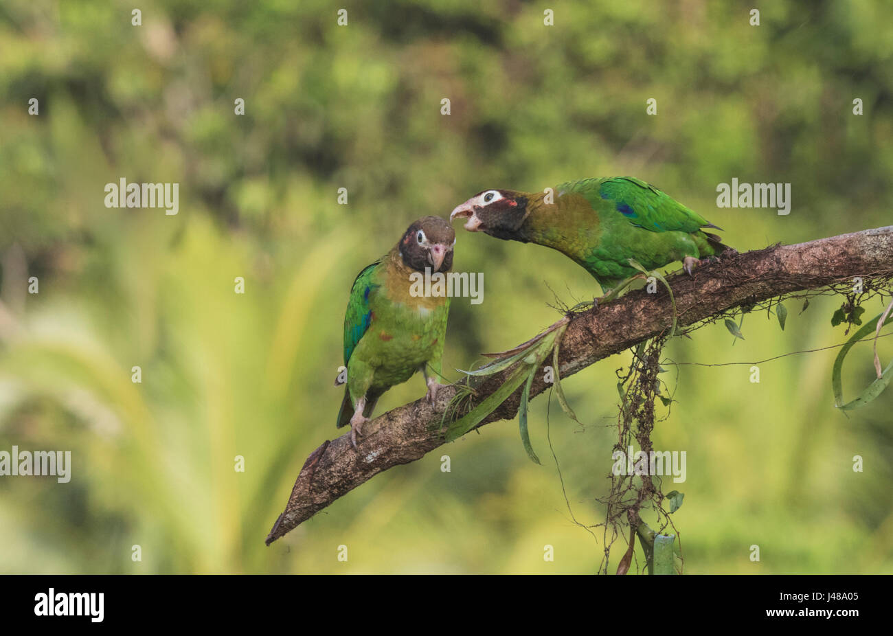 Two Brown-hooded parrot, Pyrilia haematotis, sitting in a tree, one is 'whispering' to the other, at Laguna del Lagarto, Boca Tapada, San Carlos, Cost Stock Photo