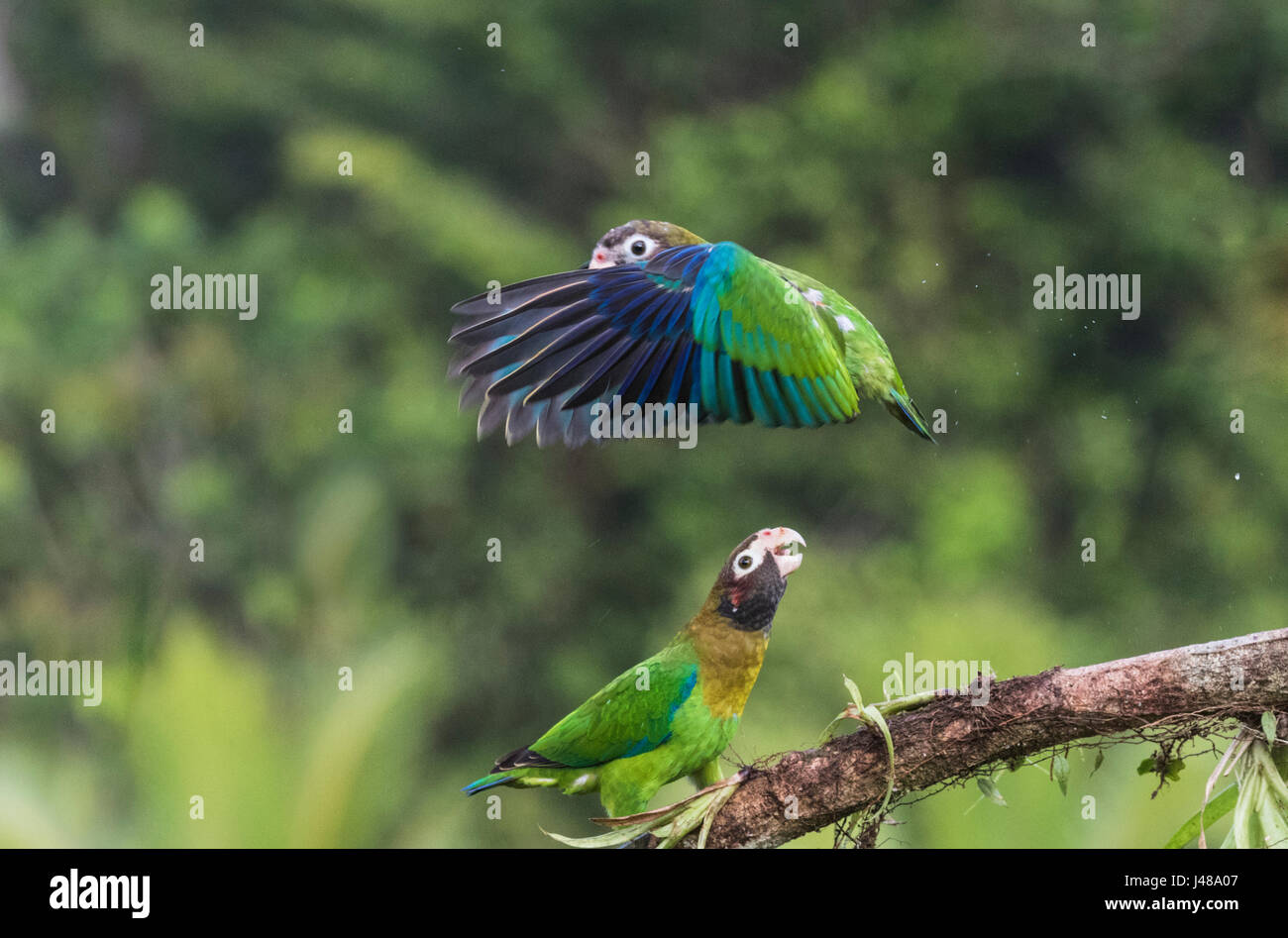 Two Brown-hooded parrot, Pyrilia haematotis, one is flying and the Stock  Photo - Alamy