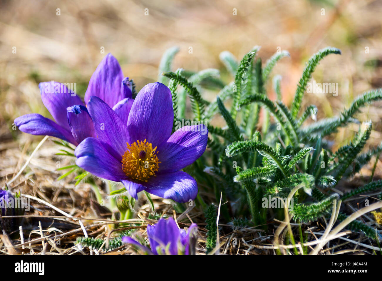 Detail rare and protected spring flower - Pulsatilla ( pasqueflower) on the meadow. Close up. Stock Photo
