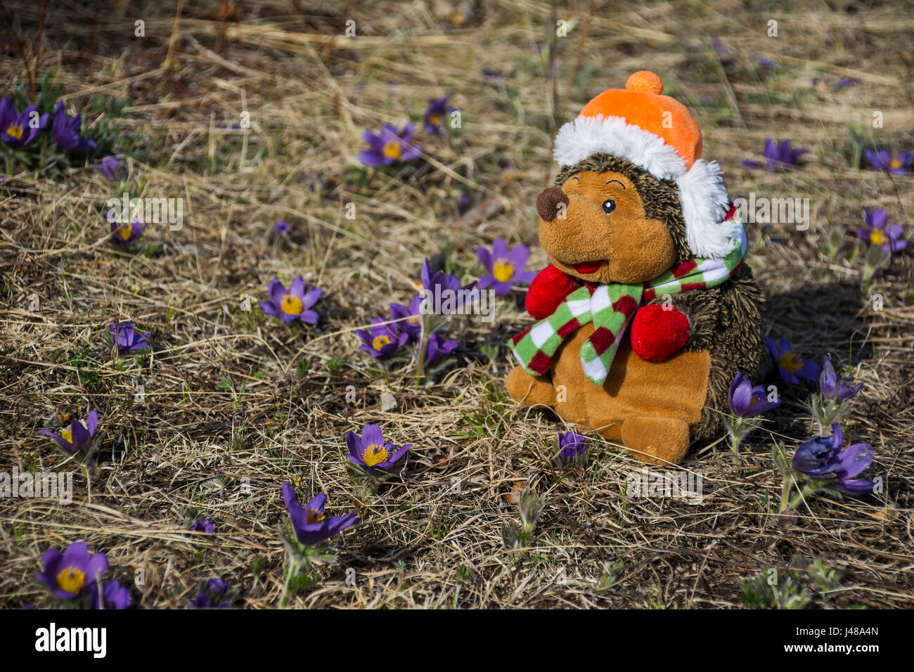 soft toy (hedgehog) enjoying nature and flowers Stock Photo