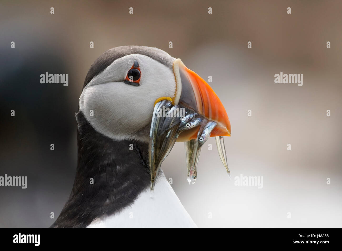 Atlantic Puffin (fratercula arctica) with a bill full of sand eels (close-up, in profile), Farne Islands,Northumberland, UK Stock Photo