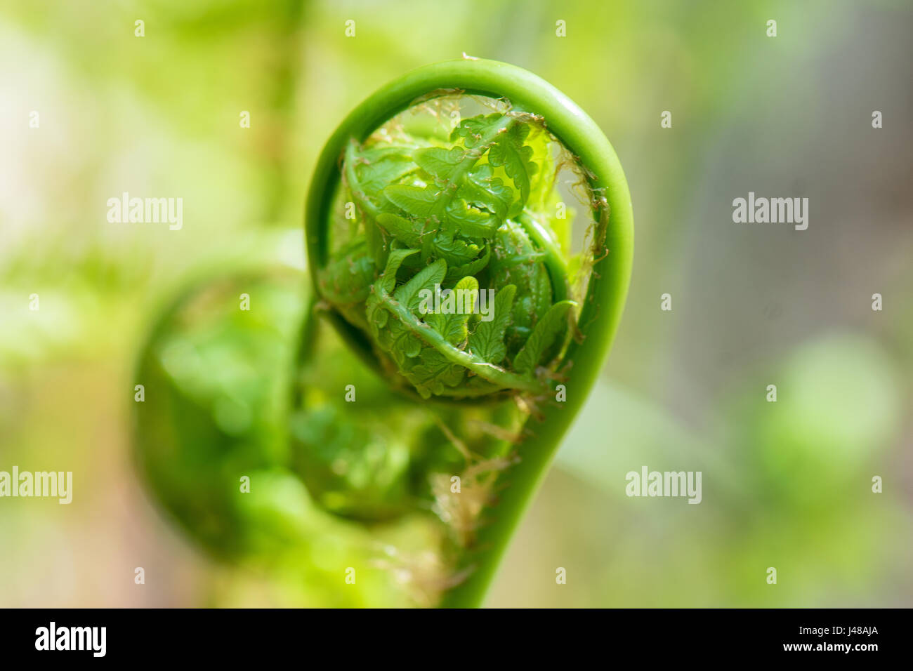 A forest fern unfolding in springtime Stock Photo