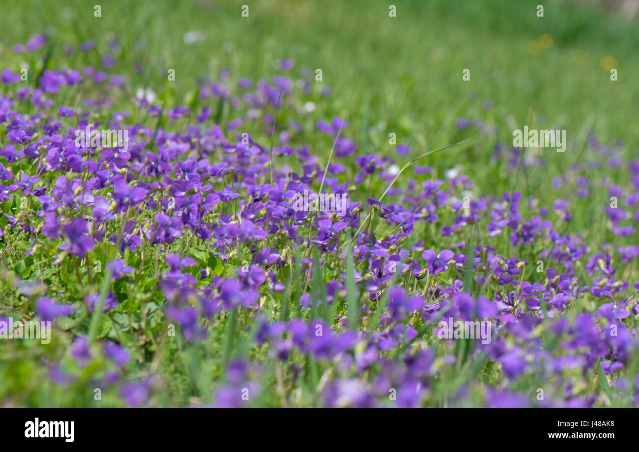 A meadow filled with blooming violets Stock Photo Alamy
