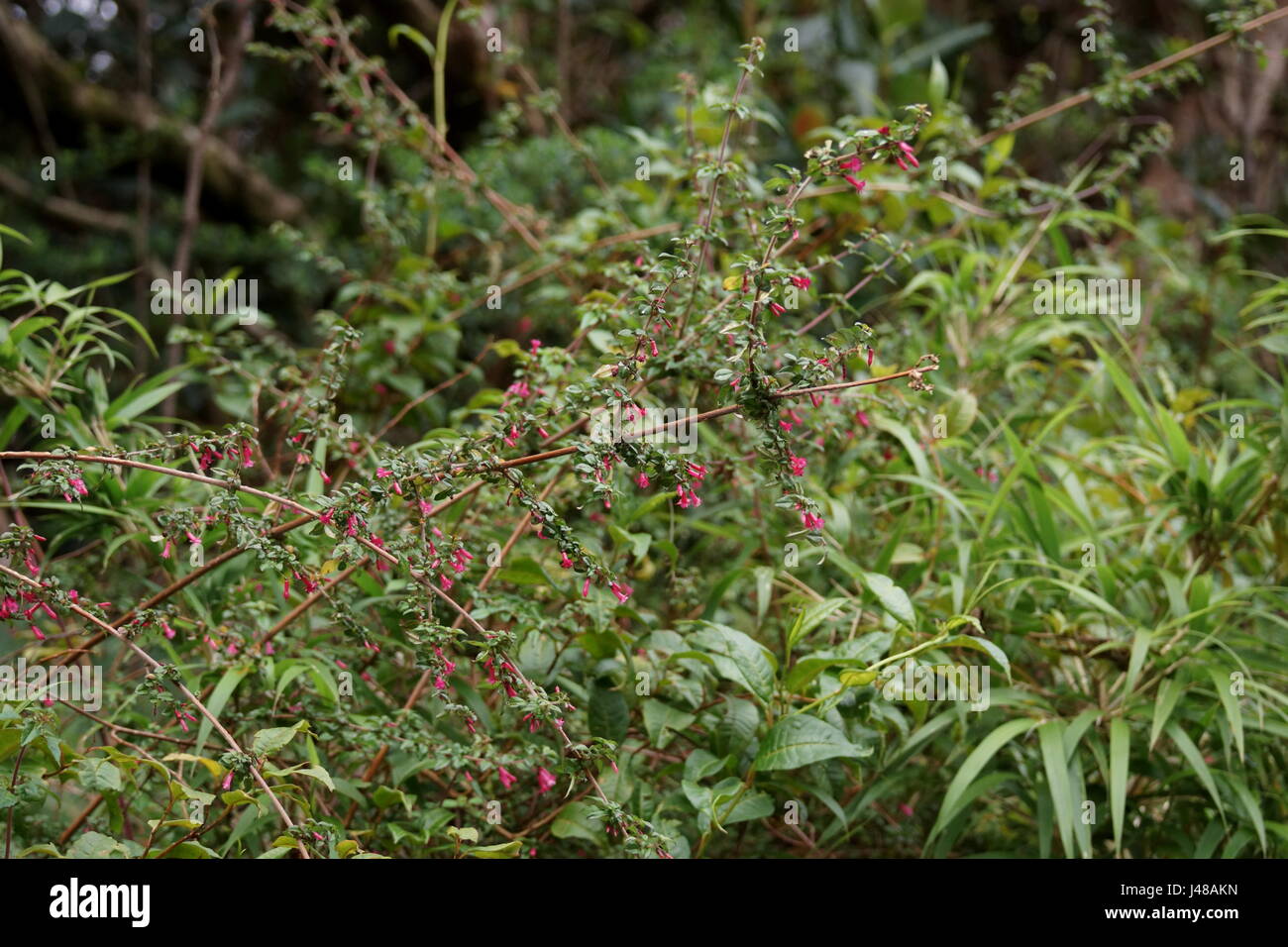 Fuchsia microphylla.  Parque Nacional Volcan Poas. Costa Rica, Alajuela Province, Poas Volcano Stock Photo