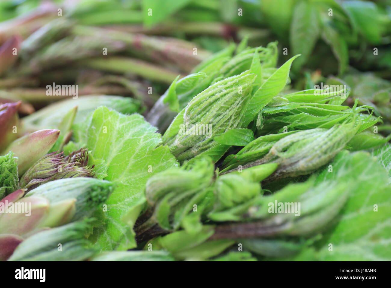 Japanese angelicatree and other edible wild plants for tempura Stock