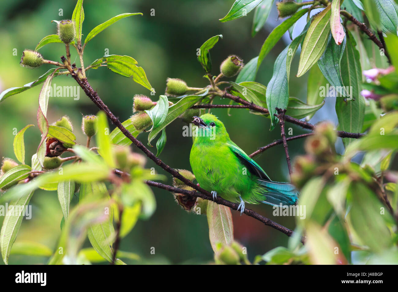 leafbird with green blue color eating a berry on branch Stock Photo