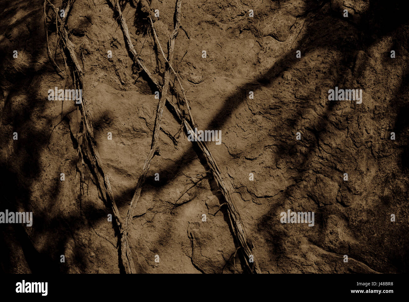 Tree Roots Shadow Artistic root hi-res stock photography and images - Alamy