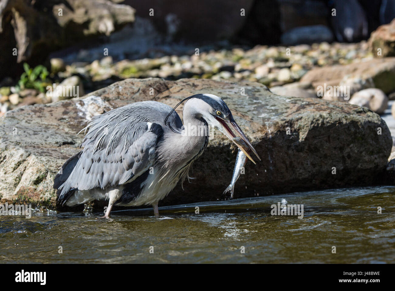 A Grey Heron (Ardea Cinerea) that just caught a fish from the water Stock Photo