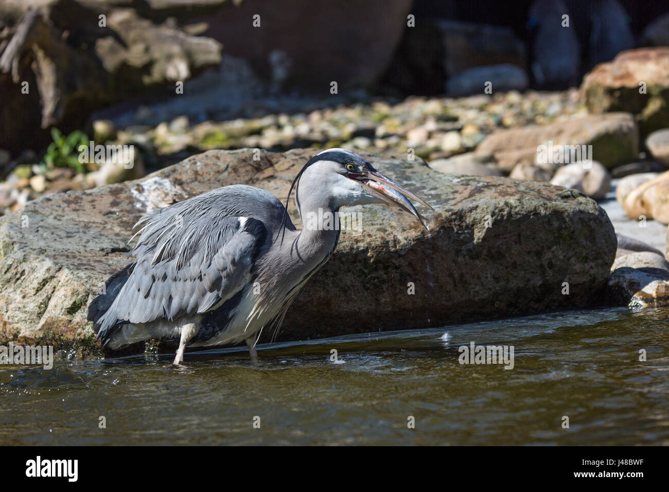 A Grey Heron (Ardea Cinerea) that just caught a fish from the water Stock Photo
