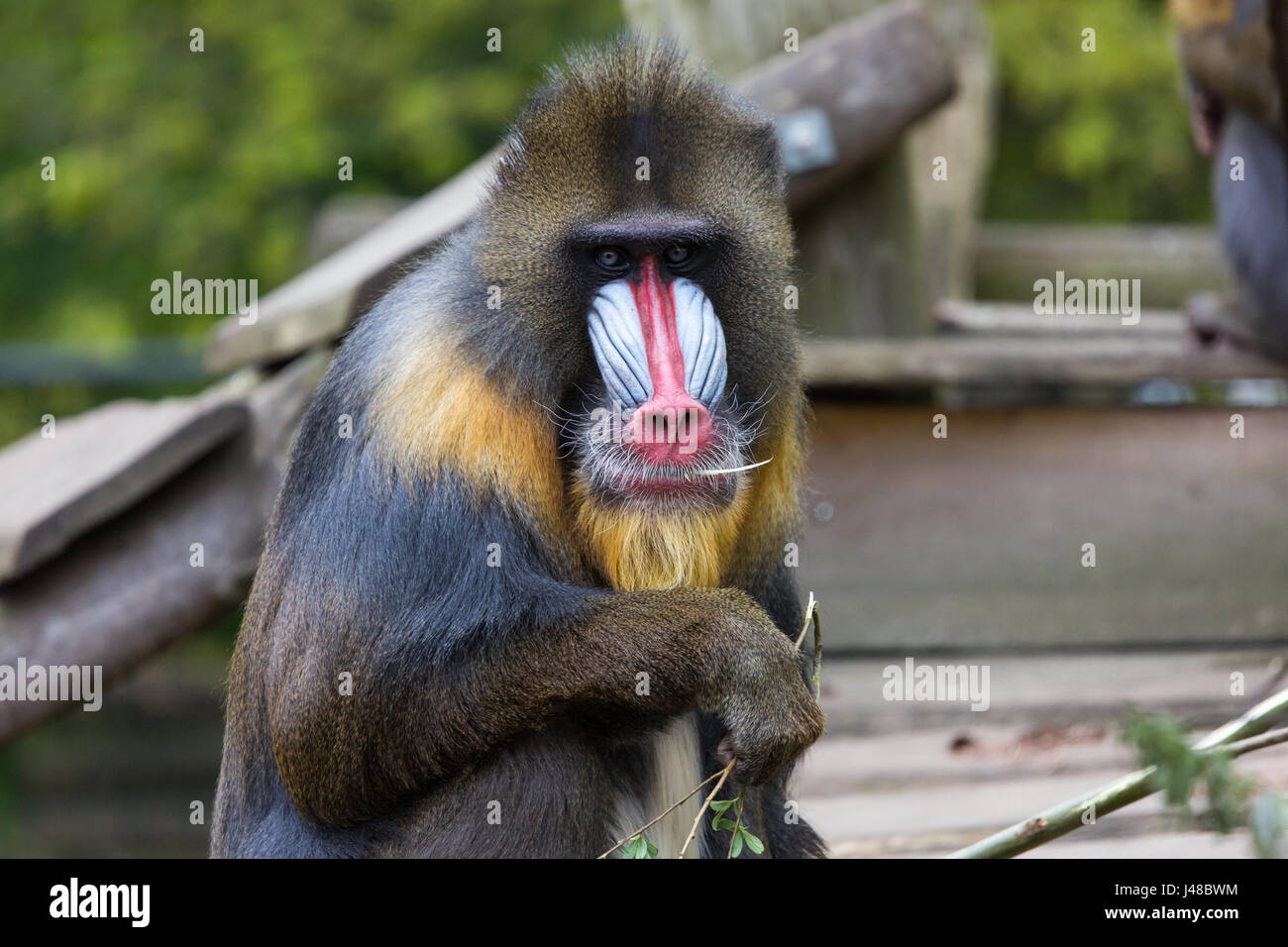 The Largest Monkey In The World