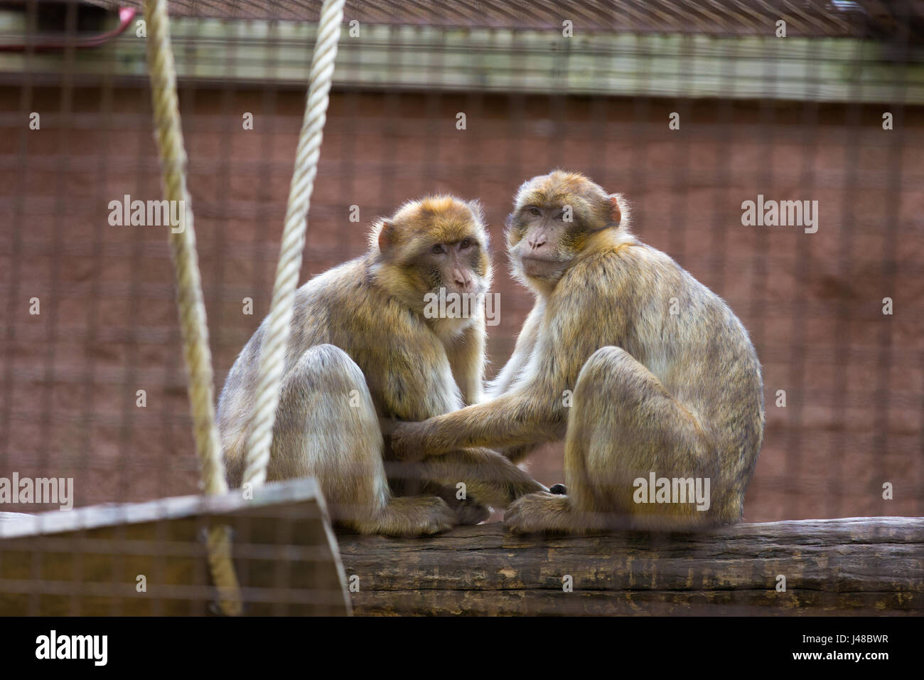 Two sad looking Barbary Apes (Macaca Sylvanus) in a cage in the zoo Stock Photo