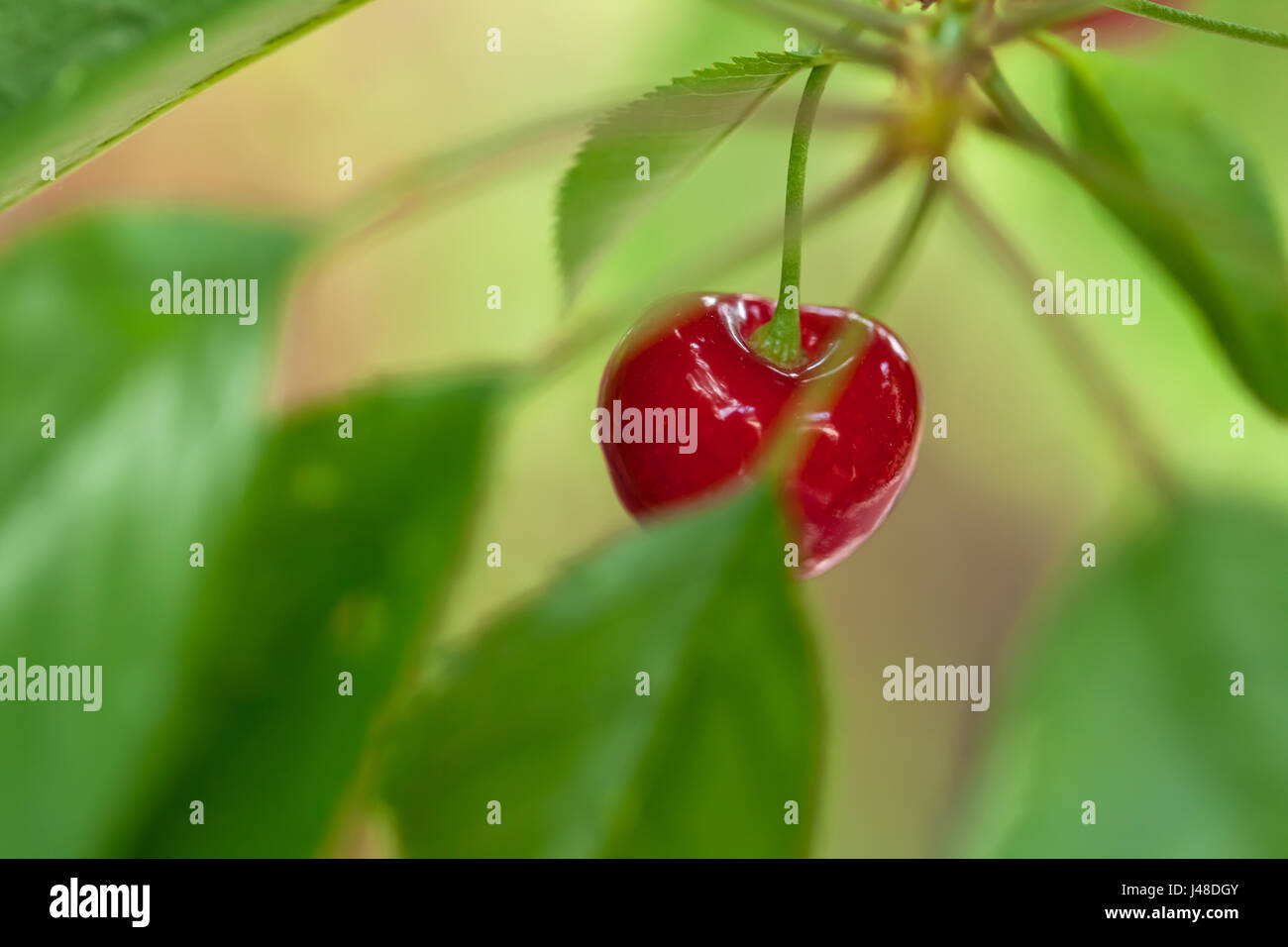 Cherry harvest farmer fruit hi res stock photography and images Alamy