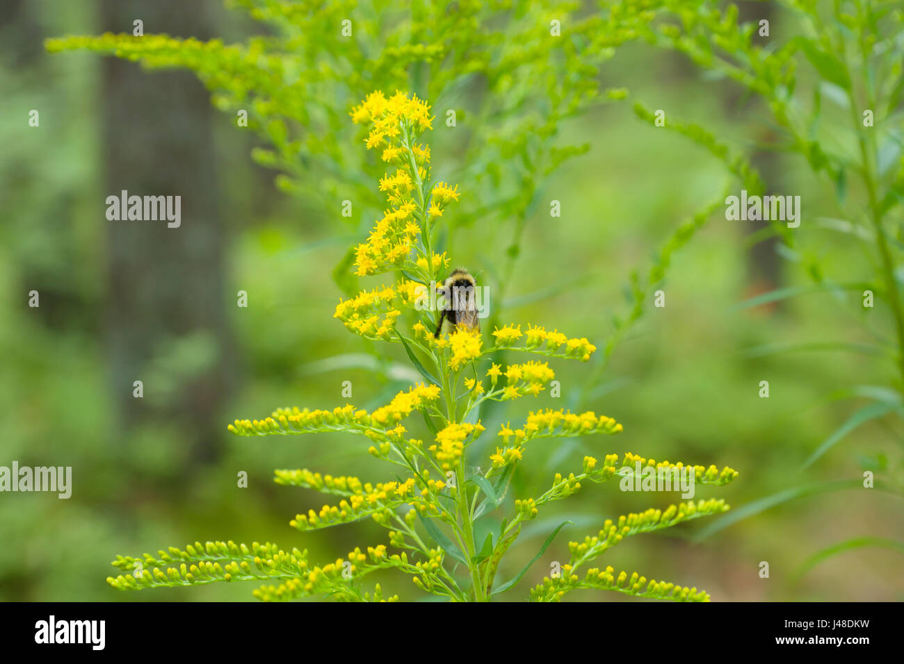 cute little flowers bloom in dense forest Stock Photo