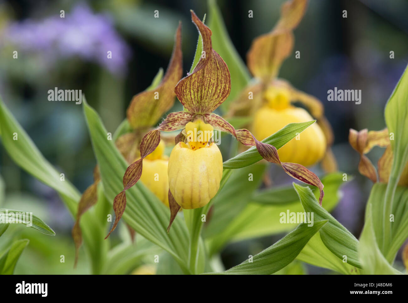 Cypripedium Parviflorum var pubescens . Yellow Ladys Slipper orchid. Hairy Yellow Ladyslipper. Mocassin Flower Stock Photo