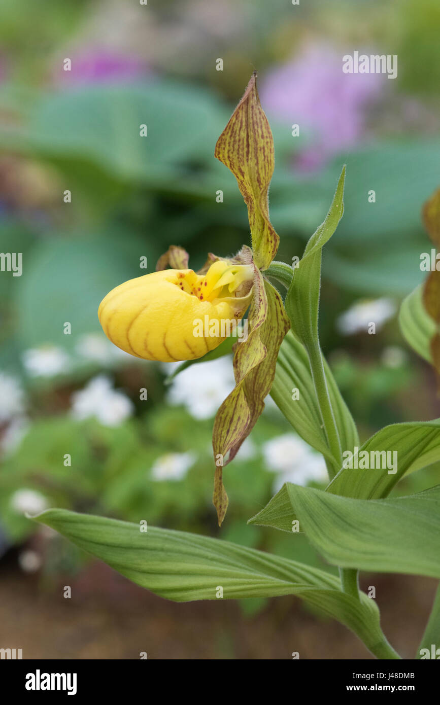 Cypripedium Parviflorum var pubescens . Yellow Ladys Slipper orchid. Hairy Yellow Ladyslipper. Mocassin Flower Stock Photo