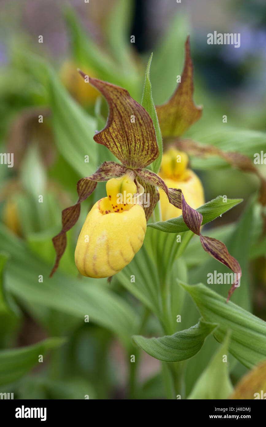 Cypripedium Parviflorum var pubescens . Greater Yellow Ladys-slipper orchid. Giant Yellow Hardy Ladyslipper Orchid Stock Photo