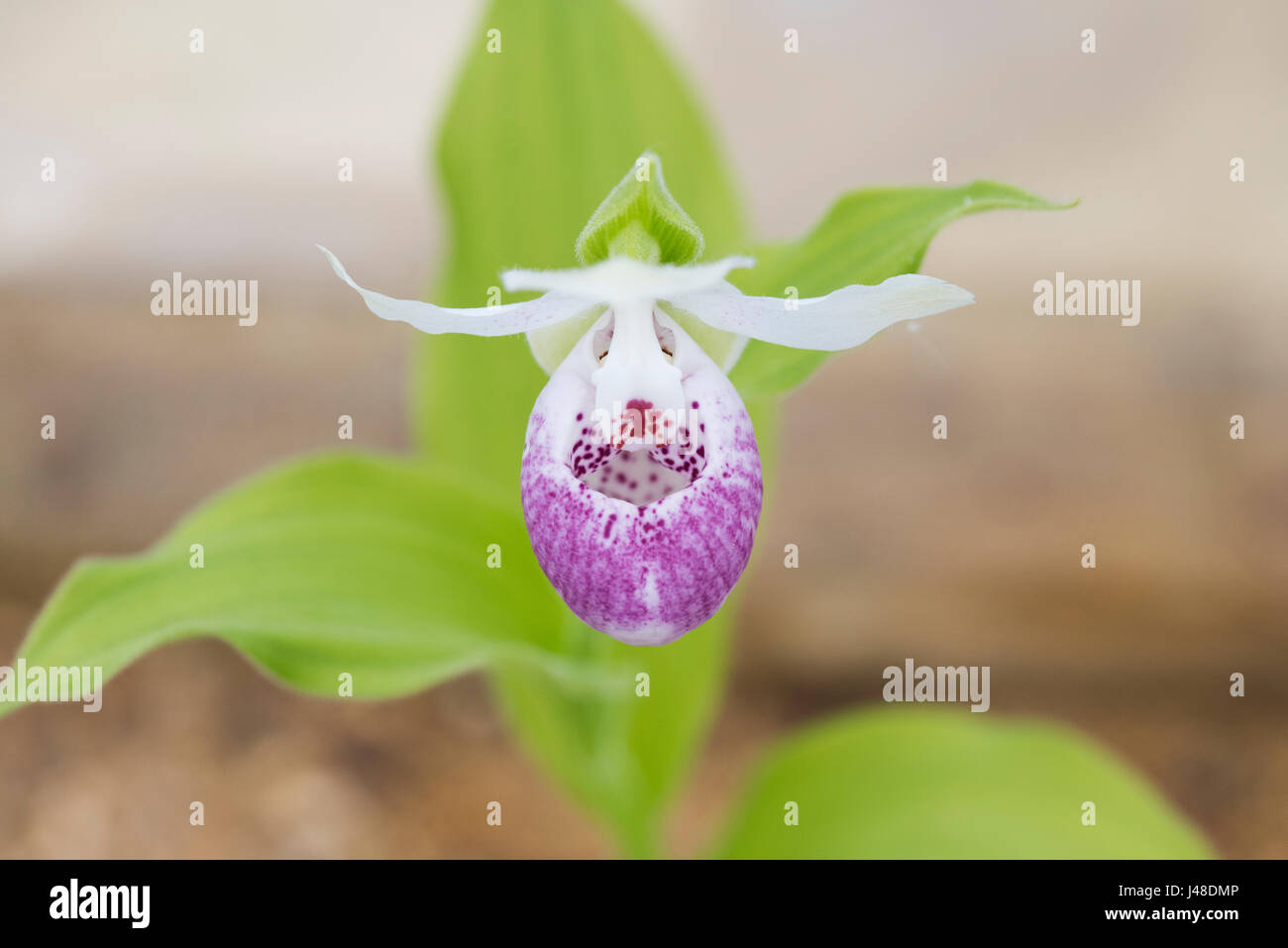Cypripedium princess. Hybrid Slipper orchid. Cypripedium reginae x Cypripedium lichiangense Stock Photo