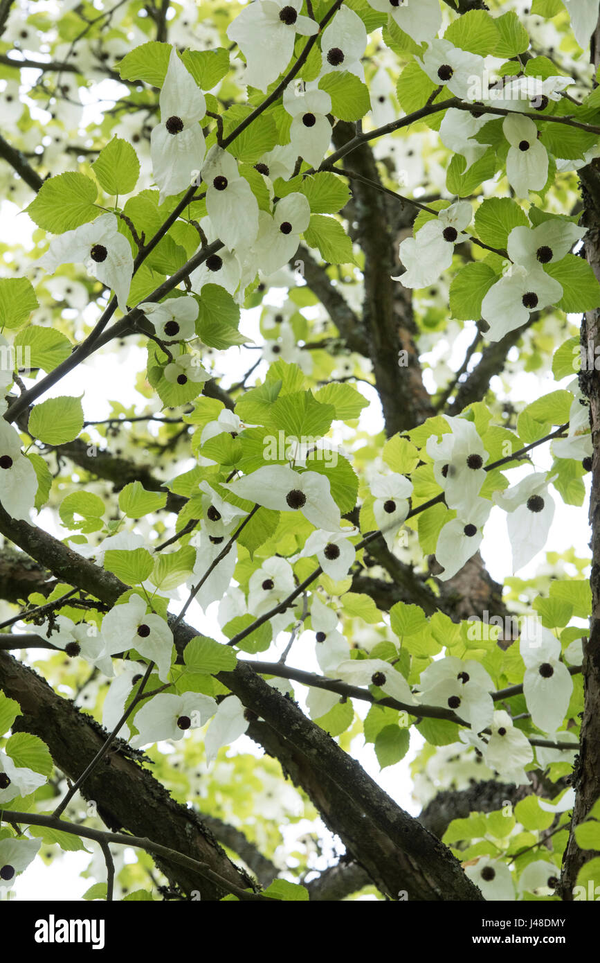 Davidia Involucrata. Ghost Tree. Dove Tree. Handkerchief tree flowers Stock Photo