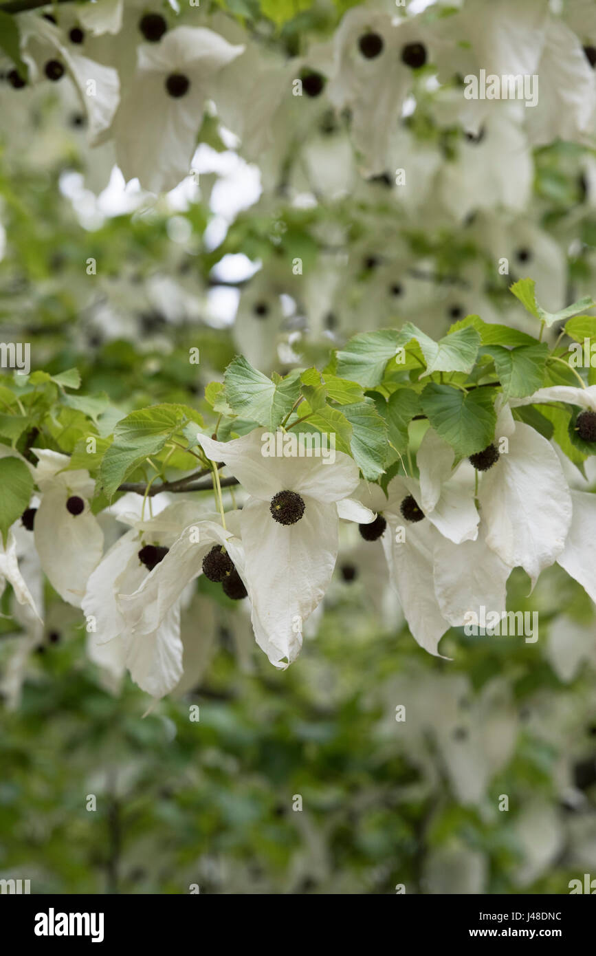 Davidia Involucrata. Ghost Tree. Dove Tree. Handkerchief tree flowers Stock Photo