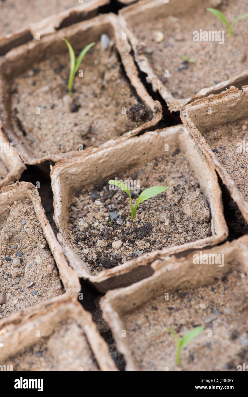 Pastinaca sativa. Parsnip seedlings grown in sand in biodegradable pots Stock Photo