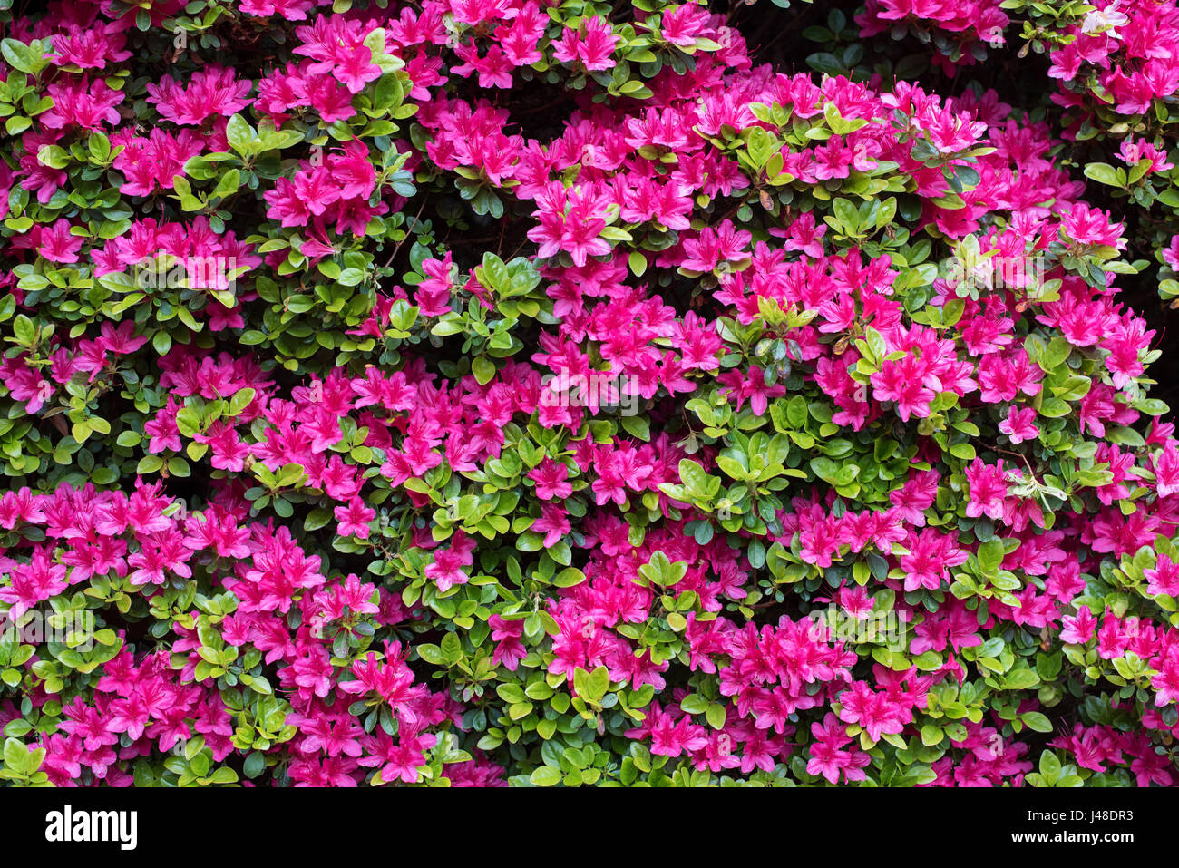 Rhododendron flower and leaves pattern in spring. UK Stock Photo