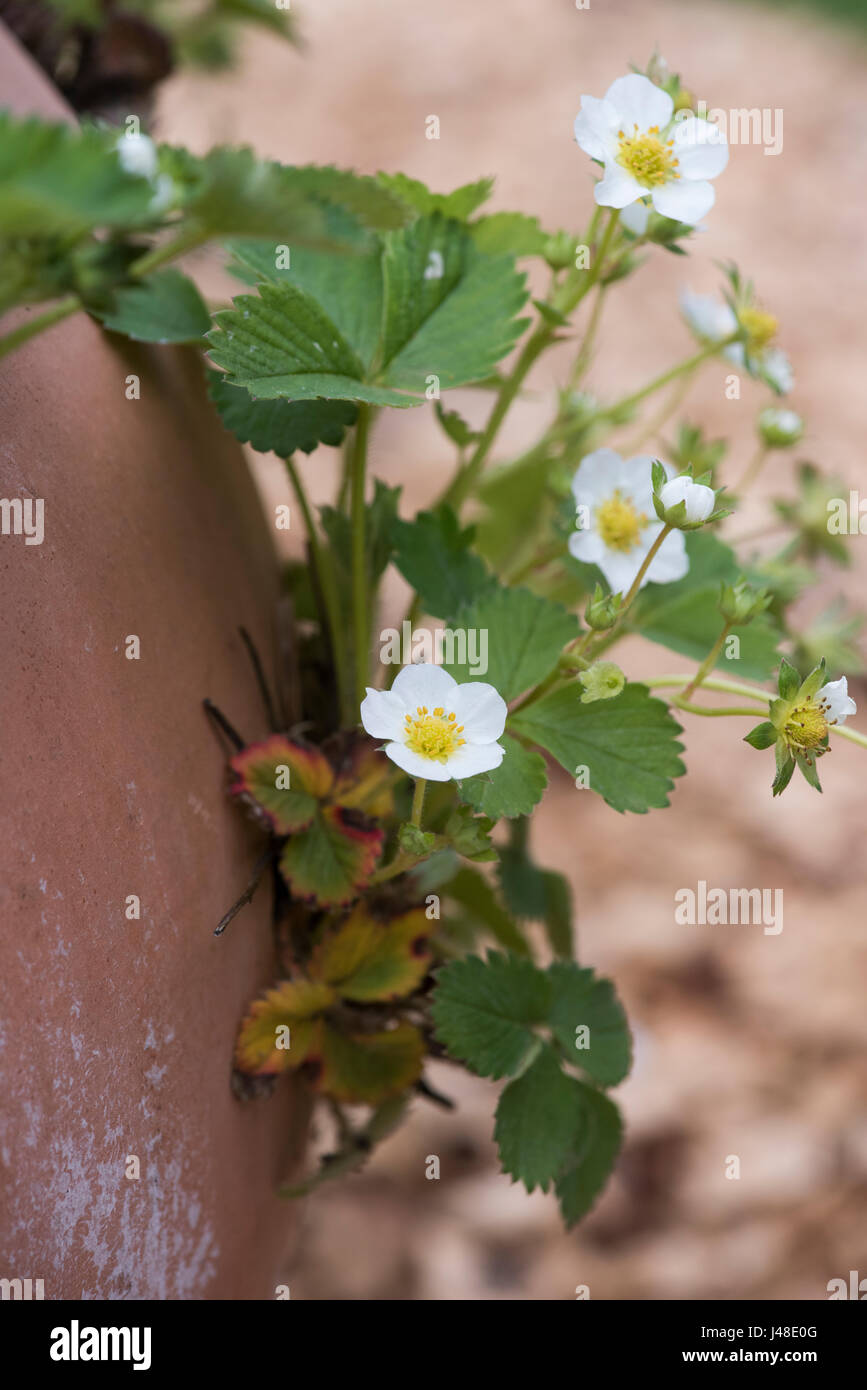 Fragaria × ananassa. Strawberry flower Stock Photo